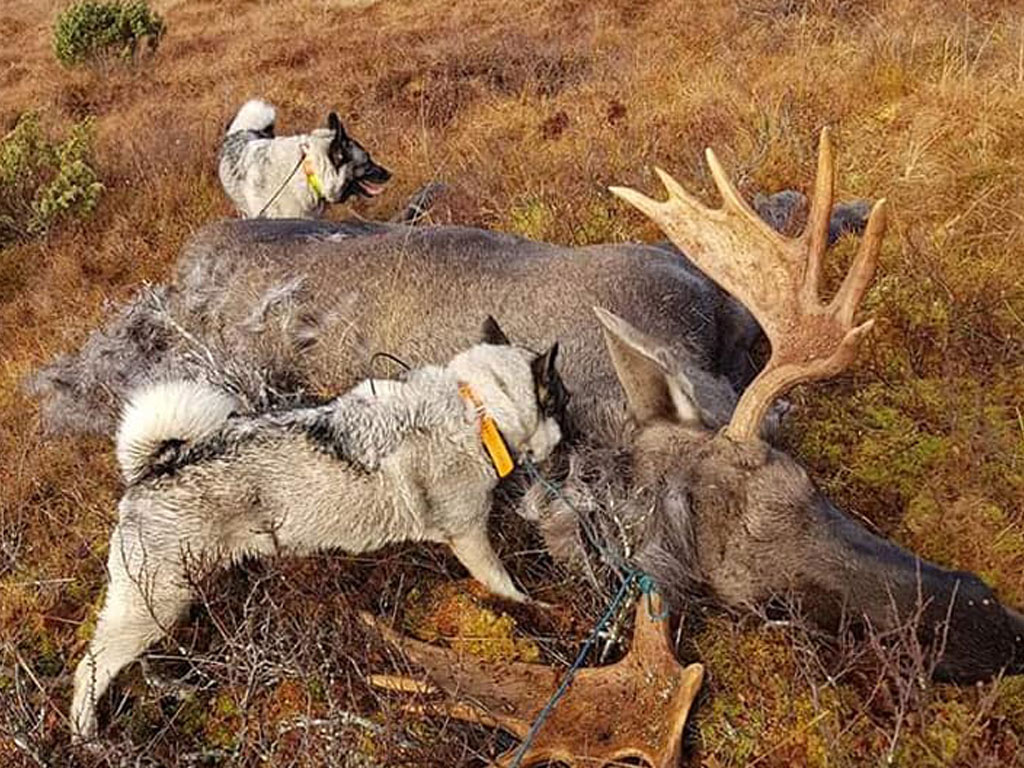 For jegere og jaktlag